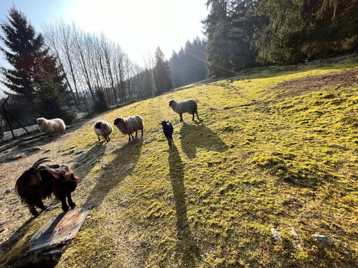 Ferme Des Jonquilles 15P - Billard, Ps4, Salle De Sport Gérardmer Exterior foto